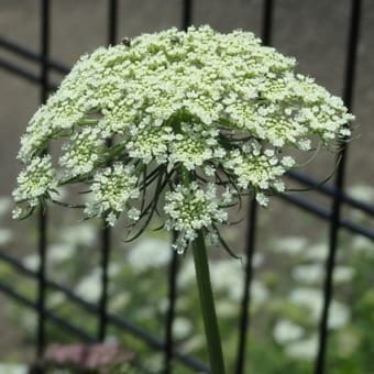 紫陽花と人参の花かフェンス際（仙波小学校裏）