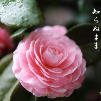 俳句🖊52【乙女椿】～お隣さんとのお別れはひっそりと・・・