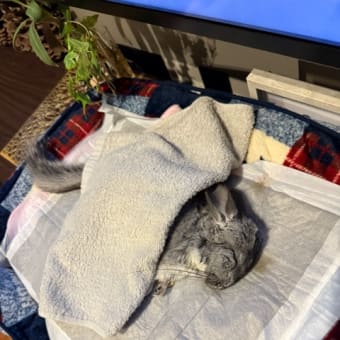 チンチラ ペコちゃん星になる