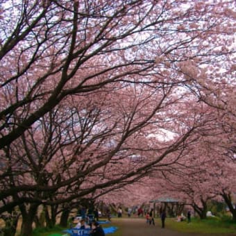 南足柄市の桜　アサヒビール神奈川工場　大口の桜と道了尊