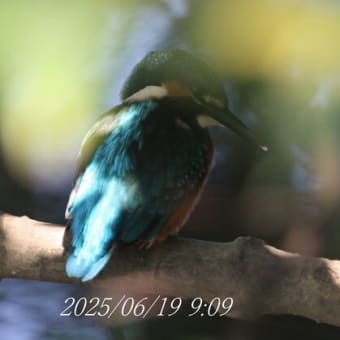 カワセミ探し＆散歩