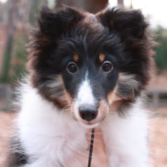 画像一覧 黒イ犬ハドコダ