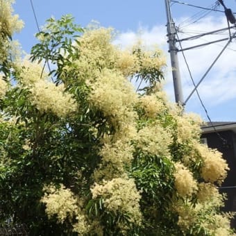 三差路の角に咲く花白き泡（浅間神社近く）
