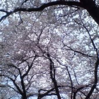 お花見は今年もとしまえんで