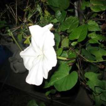 白花夕顔２