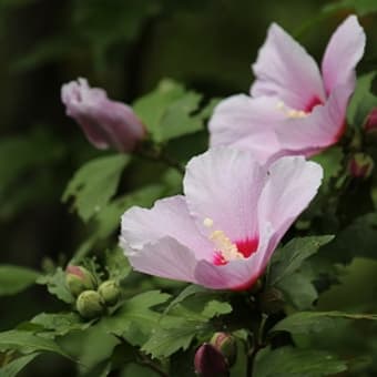 神戸市森林植物園にて