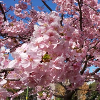 鎌ヶ谷市役所横の河津桜