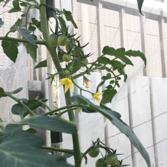 伸ばすか摘むか