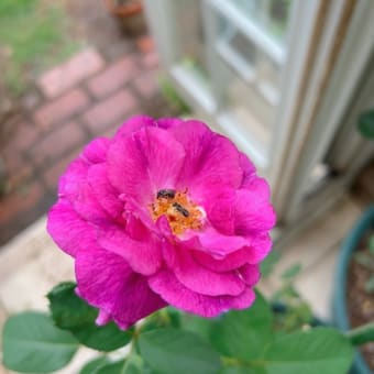 家周りの草抜きでヘロヘロ＆アノダキャンディカップ