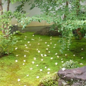 2011年6月19日(日)　東林院（妙心寺）