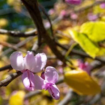 アメリカハナズオウ  シルバークラウドの花