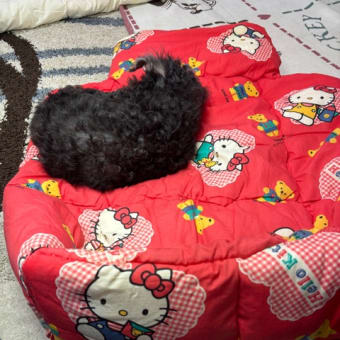 幼児用から犬用へ