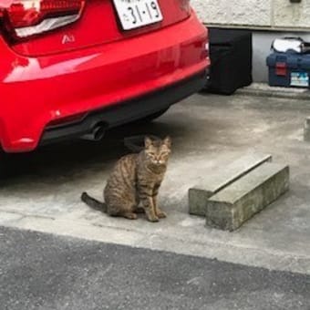 2017年7月21日　金曜日　「猫」