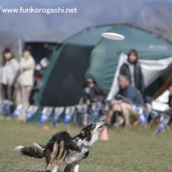 フリスビードック　ファイナル