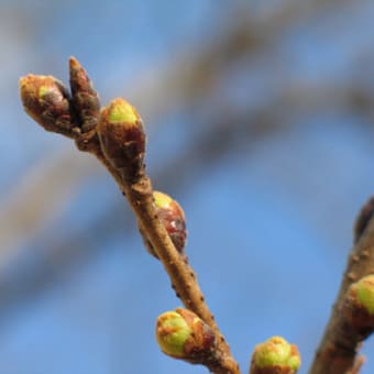 桜のつぼみ。