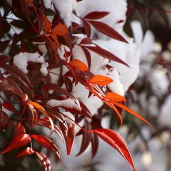 雪の銀閣寺