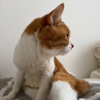 今日のセクシー