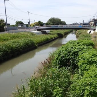 滝下の周囲の工事ほぼ終り／梅雨の間に渡れるのかな（新河岸川・滝下橋）