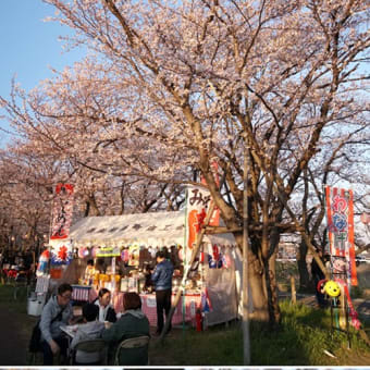 愛知県内のソメイヨシノ　３