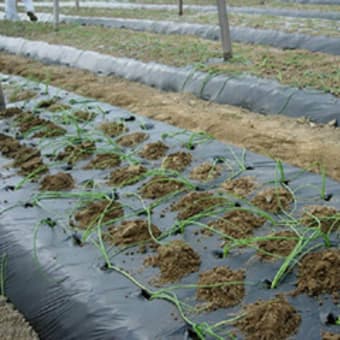 玉ねぎ苗の植付け