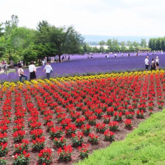 Ⓥ₋23．中富良野町･ファーム富田へ(1/4)～花壇の花たち 　2024.7.13