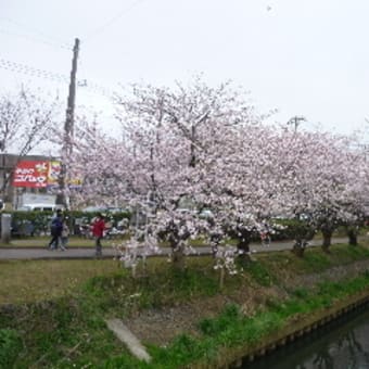 『桜、さくら、サクラ』・・・＜千葉県・船橋＞