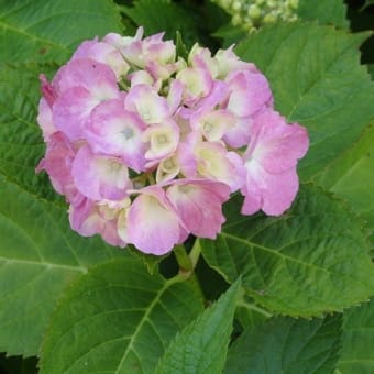 梅雨前に近所の紫陽花一巡り／色も違えば形もちがう
