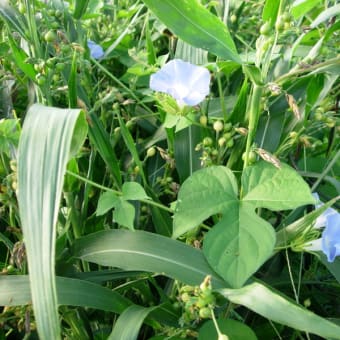 花オクラの花