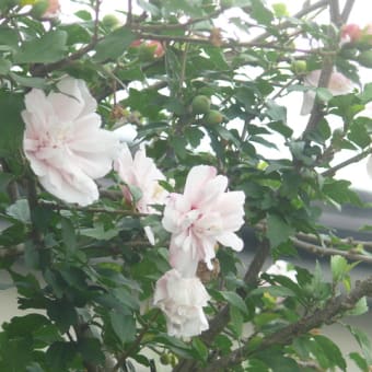 平泉町平泉の八重咲きムクゲ（木槿）　2024年7月20日（土）