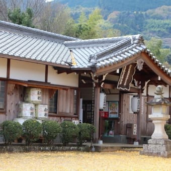 かつらぎ町　丹生酒殿神社の大銀杏