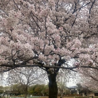 牡丹の花が咲いたよ♪   やっと桜も！