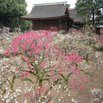 道明寺天満宮の梅　2月14日