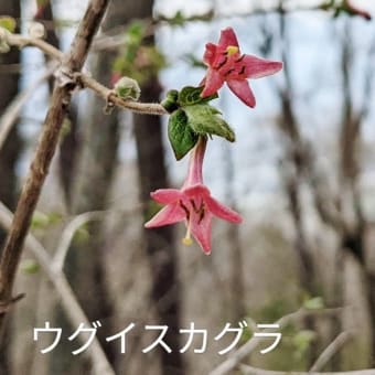   山友さんから春便り～ （季節のアルバム添えて）　2024. 04. 22（月）曇り