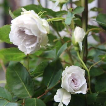 大天使ガブリエルが徐々に咲いてきました👼