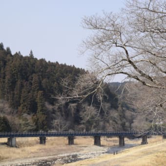 奥久慈大子に春ようやく。