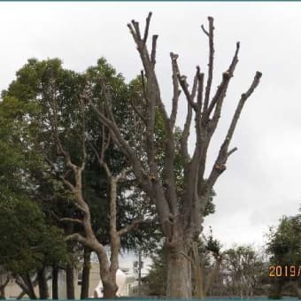 春を待つタコ公園の「樹」