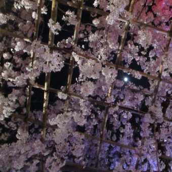 別所のしだれ桜