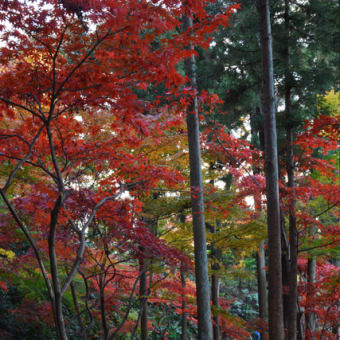 本土寺の紅葉を観に行きました（その１）