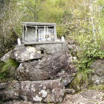 巨杉群にパワーをいただく（横倉山）