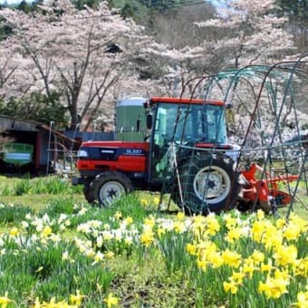 福泉寺の桜　2025　壱