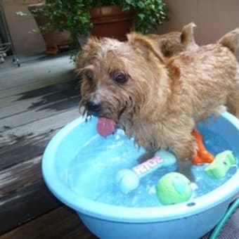 今日のたらい犬