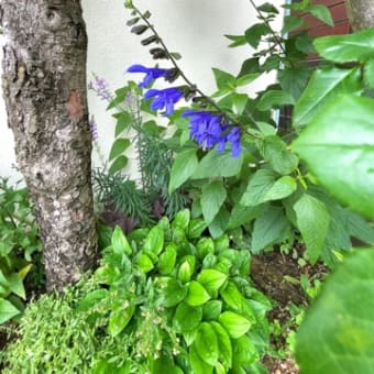 種まきっ子のマリーゴールド ＆ 美しい藍姫
