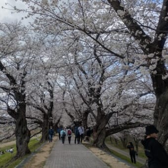 第１回ハイキング2025（石清水八幡宮、背割り堤お花見ハイキング）