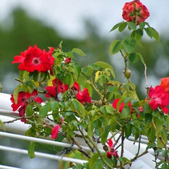 庭の花木と花火大会が。