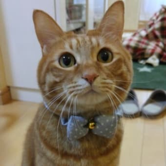 ☆今日、買った物☆8