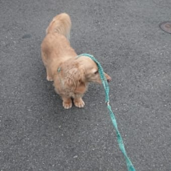 梅雨の晴れ間に散歩🐶