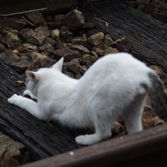 爪とぎのネコさん！