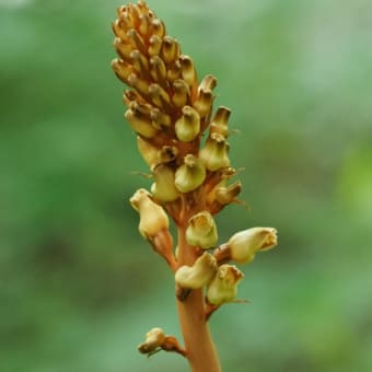 花の端境期の水林自然林には菌従属栄養植物などが（2025.6.8）#1