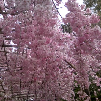 桜・桜・桜♪