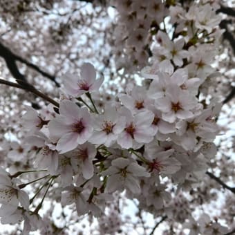 桜とマルシェ